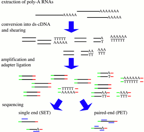 RNA-Seq protocoll